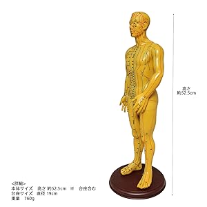 鍼灸経穴人体模型　コンプリート　中国鍼灸男性人体模型　耳　足　手 鍼灸経穴人体模型 コンプリート 中国鍼灸男性人体模型 耳 足 手