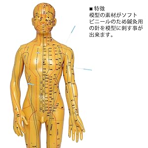 Amazon.co.jp: モノライフ 人体模型 ツボ 針灸 鍼灸経穴模型