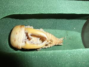 DDA製 人工蛹室 Amazon | 【DDA】人工蛹室3D dda クワガタ 幼虫 蛹 蛹室 羽化