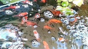 ろ過装置3段型 金魚メダカ用、箱プラ80Ｌ以上用 ハンドメイト 水質安定君 41LEmPa4CBL._UF350,350_QL80_.jpg
