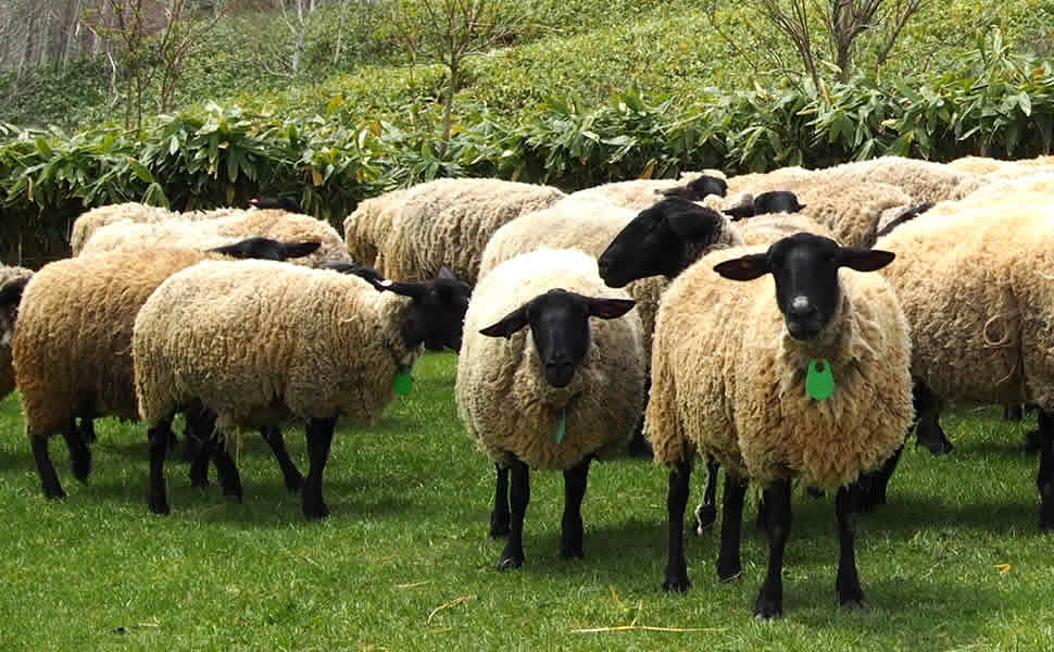 北海道産羊】サフォーク♀頭骨標本