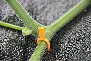 Amazon.co.jp: 100個入り イチゴランナーピン 園芸用品 植物根茎
