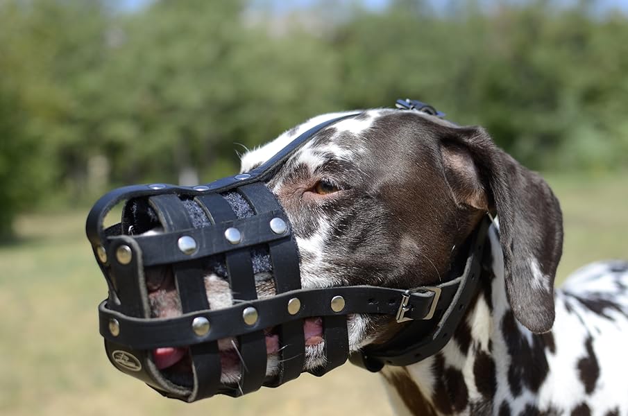 Amazon 大型犬 口輪 ダルメーシアン 口輪 本革製 Fordogtrainers マズル 口輪 通販