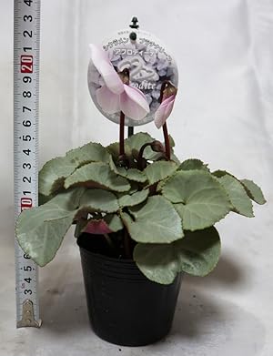 Amazon 大輪ガーデンシクラメン プラチナリーフ アフロディーテ 花も銀葉も美しいお洒落シクラメン 9cmポット 1個 即出荷 プライム送料込み価格 花 Amazon 大輪ガーデンシクラメン プラチナリーフ アフロディーテ 花も銀葉も美しいお洒落シクラメン 9cmポット 1個 即出荷 プライム送料込み価格 花