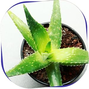 Aloe Vera Benefits