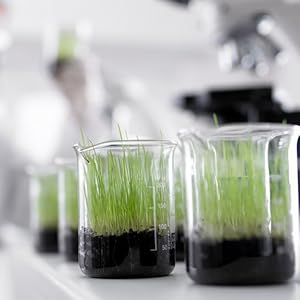 Grass in beaker