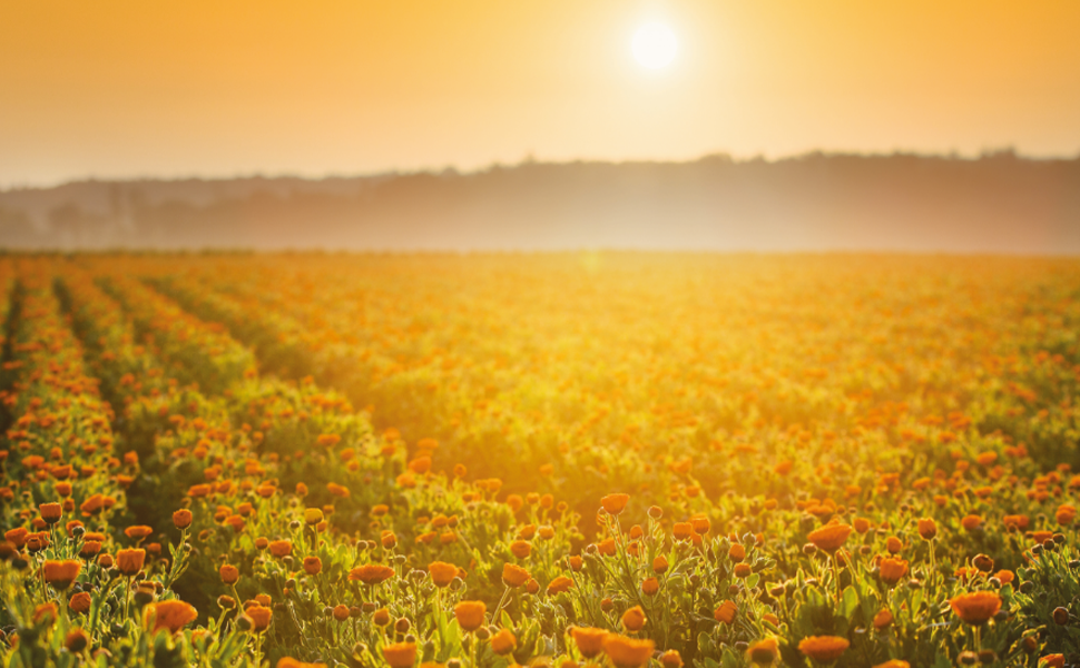 Yellow Calendula Field