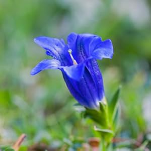 Gentian flower