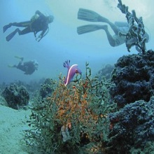 Diving In Elba