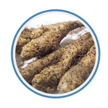 Dioscorea Japonica Root Extracts