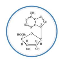 Adenosine