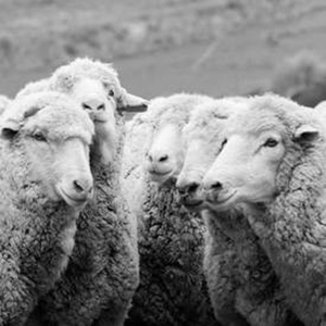 Farm to Feet Materials