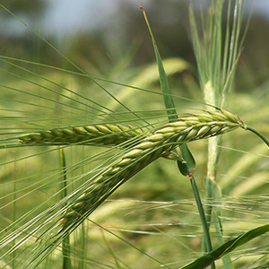 barley carefully grown organic natural high quality nutrient rich 