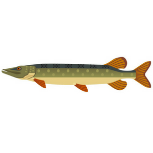 Pike