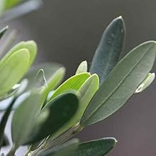 Olive Leaf