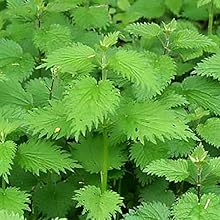 Stinging Nettle Leaf