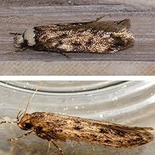Do Clothes Moths Eat Velvet