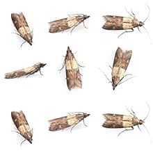Amazon Com Ptcltraps8 Highly Effective Pantry Moth Traps With