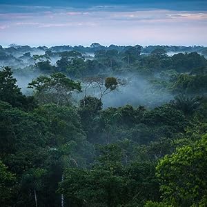 rainforest