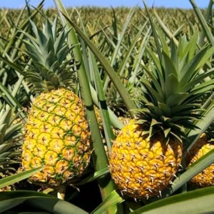 pineapple