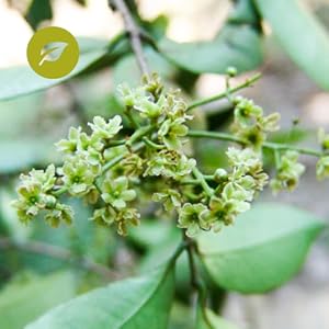 Indian Frankincense for Inflammation, Joint Pain Relief, Anti-Inflammatory, Premium Grade Boswellia