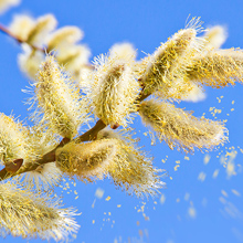 bioAllers Tree Pollen Allergy Treatment Homeopathic Drops Sinus Pressure Congestion Sneezing 1 Fl Oz