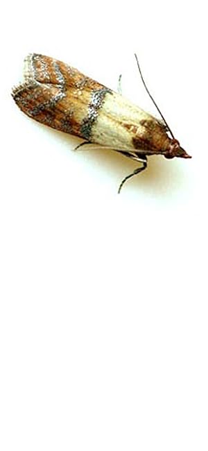 Amazon Com 8 Pantry Moth Traps Effective Non Toxic Pheromone
