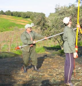 Passion infused from harvest