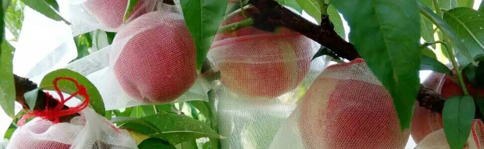 Fruit Protection Bags for Fruit Trees Fruit Netting Drawstring Garden Plant Protector Mesh Cover Bag