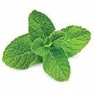 spearmint body wash natural best bodywash