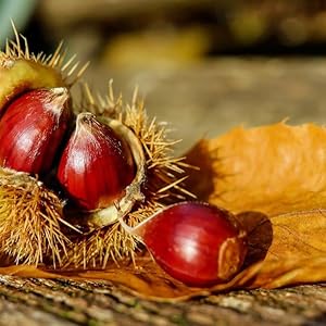 horse chestnut