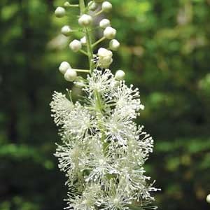 Black Cohosh