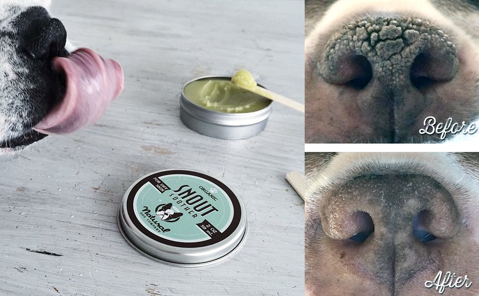 Can You Put Chapstick On Dog Nose