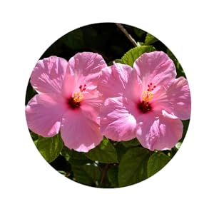 anti dandruff shampoo for men by PURA DOR