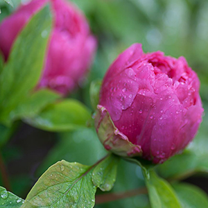 Peony Ball