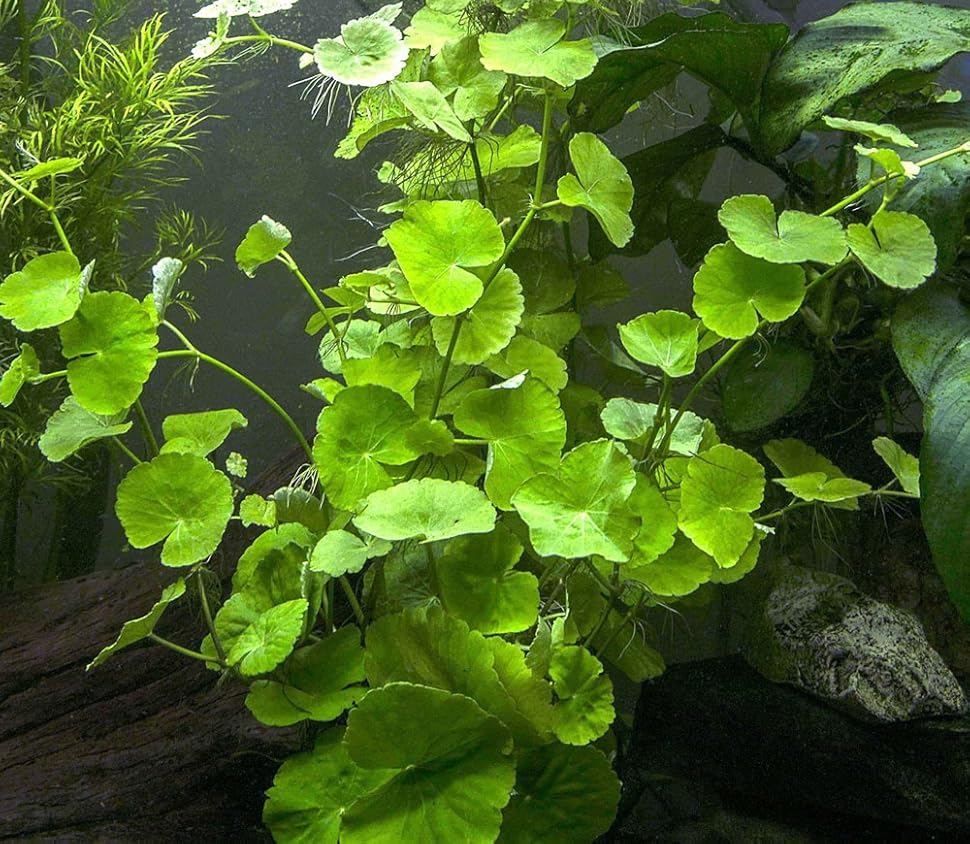 Brazilian Pennywort (Hydrocotyle leucocephala) LARGE Stem Plant, Multiple 812