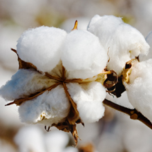 soft yoga non slip socks