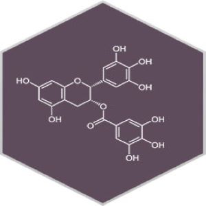 EPIGALLOCATECHIN-3-GALLATE (EGCC)
