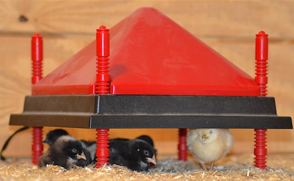 Comfy Baby Chicks Heat