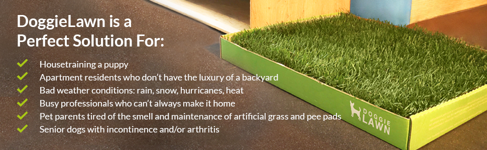 Amazon Com Doggielawn Disposable Dog Potty With Real Grass Pet
