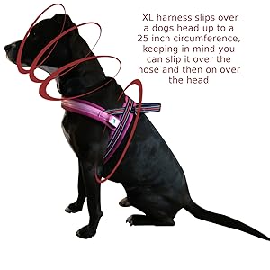 Black Mutt Maggie showing off the amazing  It's Ridic LED Dog Harness