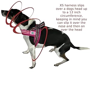 Terrier wearing the LED Dog Harness which makes walks much more enjoyable.
