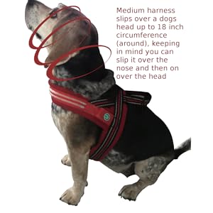 Cali, a miniature beagle wearing the LED dog harness by It's Ridic.  The perfect way to walk a dog.