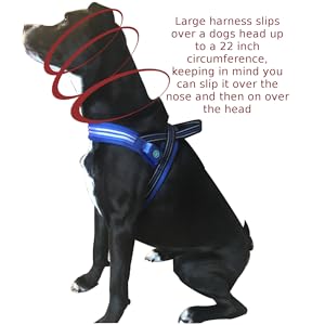 Big Black Mutt Maggie is showing off the LED Dog Collar by It's Ridic!  A great way to walk your dog