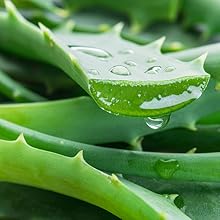 organic aloe, aloe vera, aloe vera plant, organic aloe, organic aloe vera, pure aloe, skincare, 