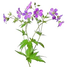 skincare, organic skin care, organic, organic skincare, natural skincare, anti wrinkle, anti aging