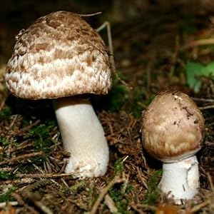 agaricus