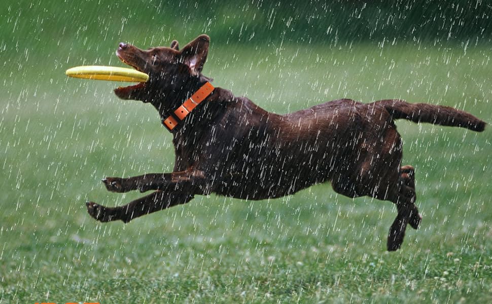 Veckle Dog Training Collar, 2600ft Rechargeable Shock