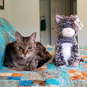 Tig the real life cat with Tigger the Shelter Pet. :)