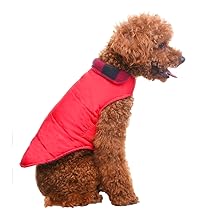 dog winter clothes